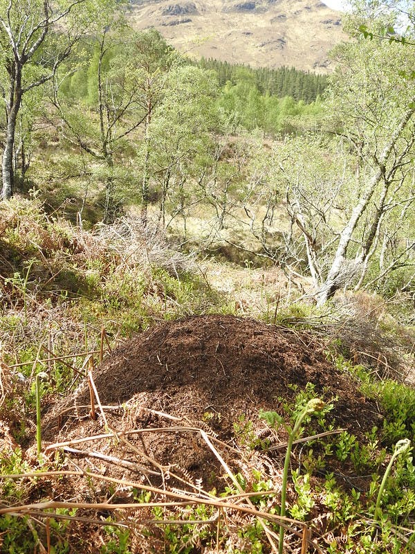 Wood ants nest at Loch Arkaig pine forest