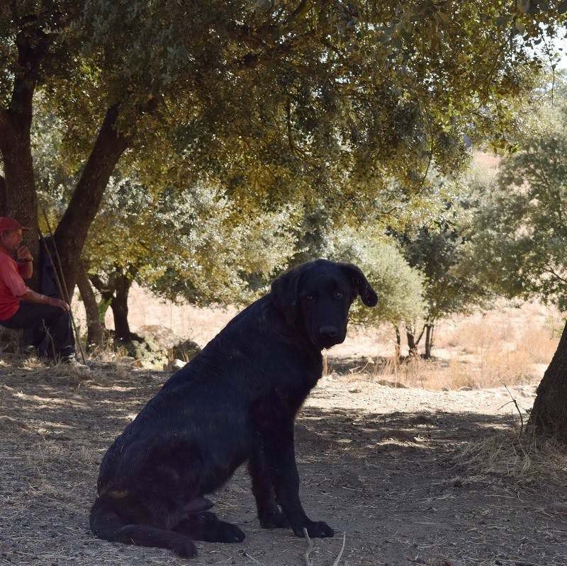 A Portuguese livestock guarding dog sits in the shade of a tree. Without these dogs play an important role in the reintroduction of keystone species like wolves.