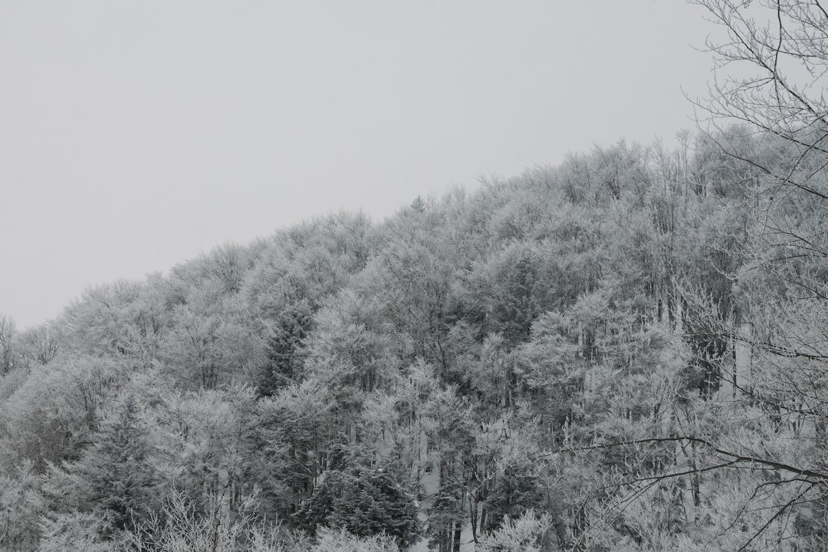 A snow covered forest in northern Europe. The perfect habitat for the elusive and shy Eurasian lynx.