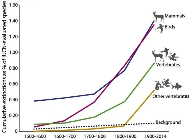 A graph representing the cumulative extinctions in the last 500 years. Mammals have the highest rate of extinction suggesting they would benefit from the introduction of more wildlife corridors.