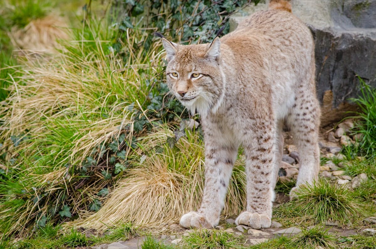 Lynx in Britain - Should We Welcome Back This Top Predator? Lynx in Britain - Should We Welcome Back This Top Predator?