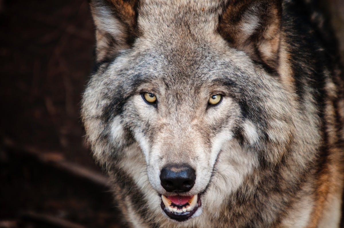 A portrait photo of a grey wolf. The wolf has become a prominent talking point in the discussion of rewilding in north America.