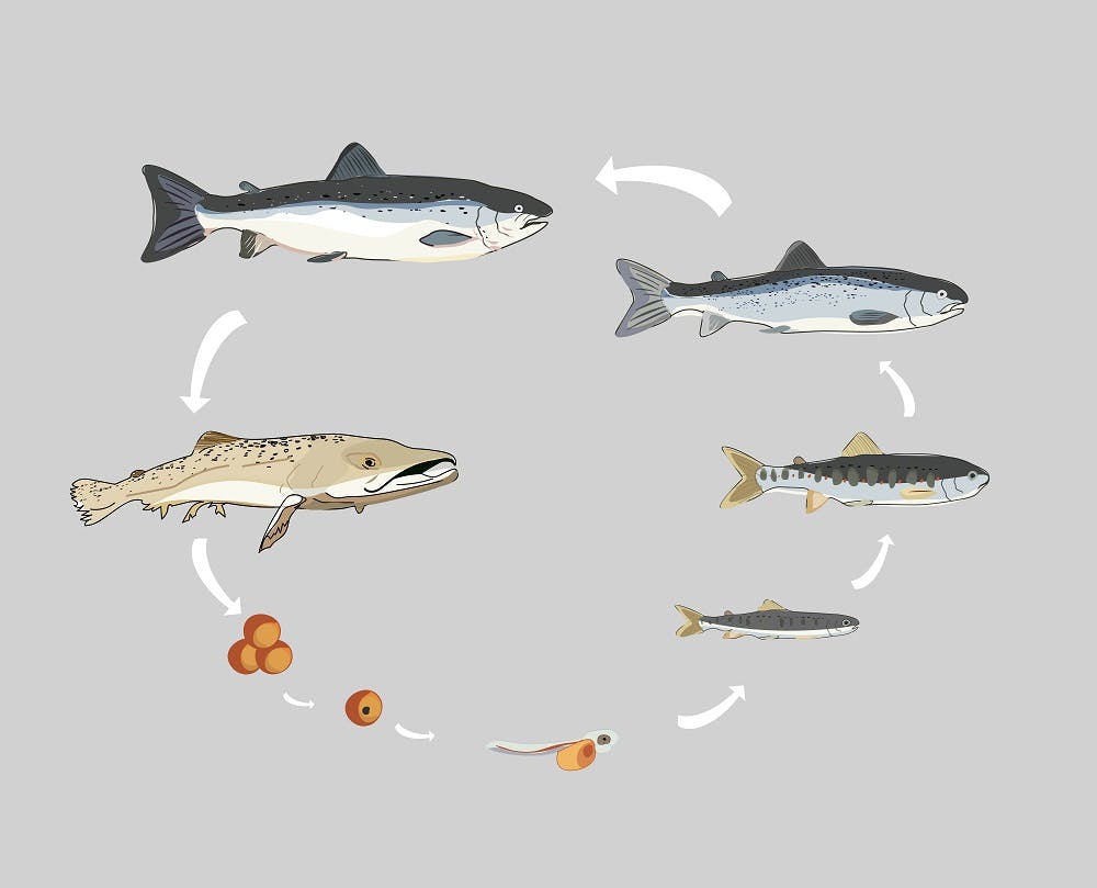 An illustration of the 6 stages of the Atlantic salmon's life cycle.