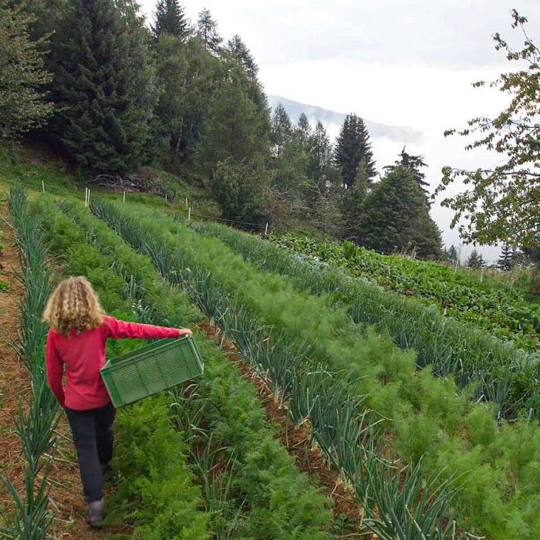 A woman walking down a row of a permaculture vegetable patch with a forest in the background.