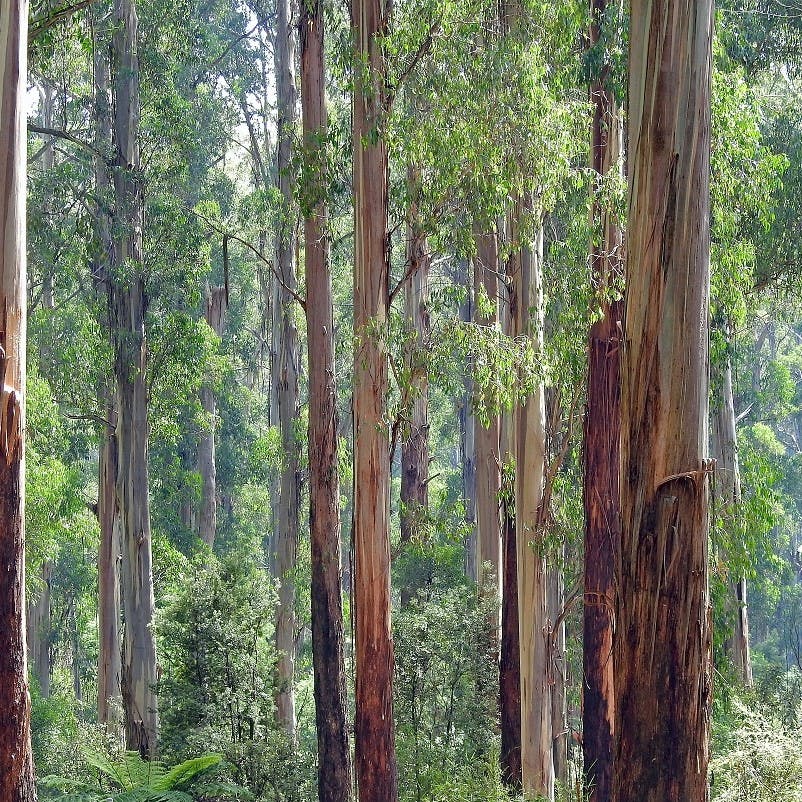 A eucalyptus forest, an example of an invasive tree species which drives biodiversity loss in countries such as Portugal. 