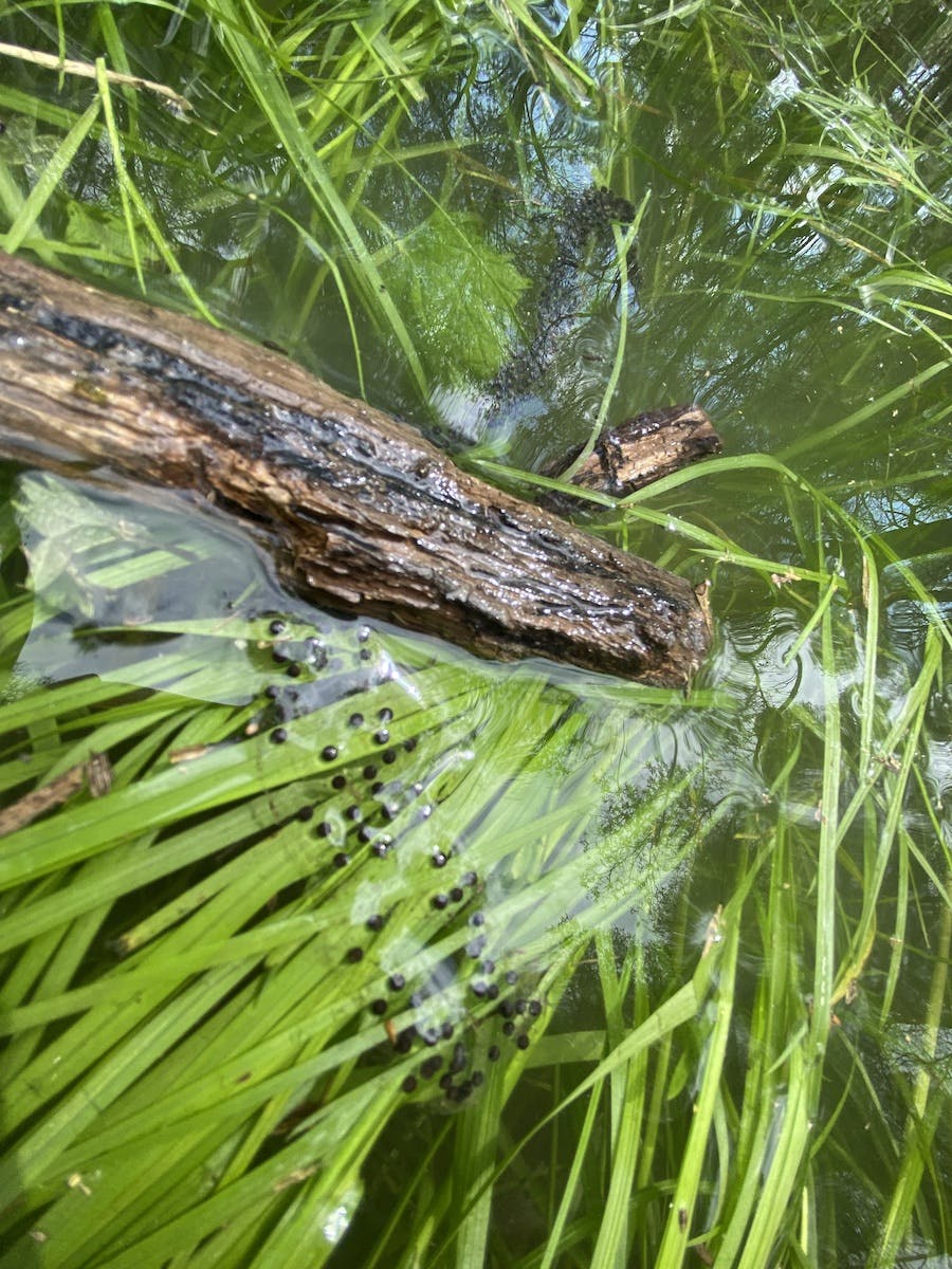 frog spawn on some reeds