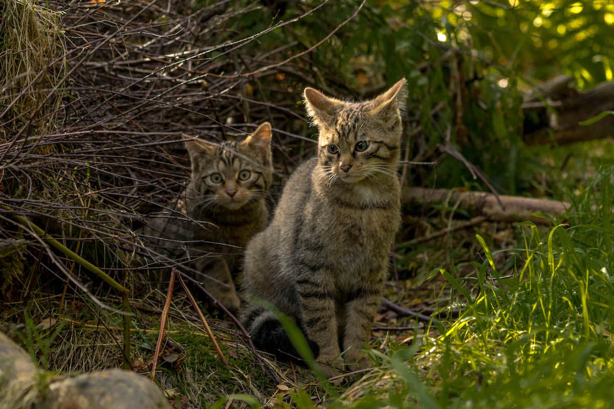Two wildcat kittens sitting amongst the shrubs in their enclosure at Alladale Wilderness Reserve