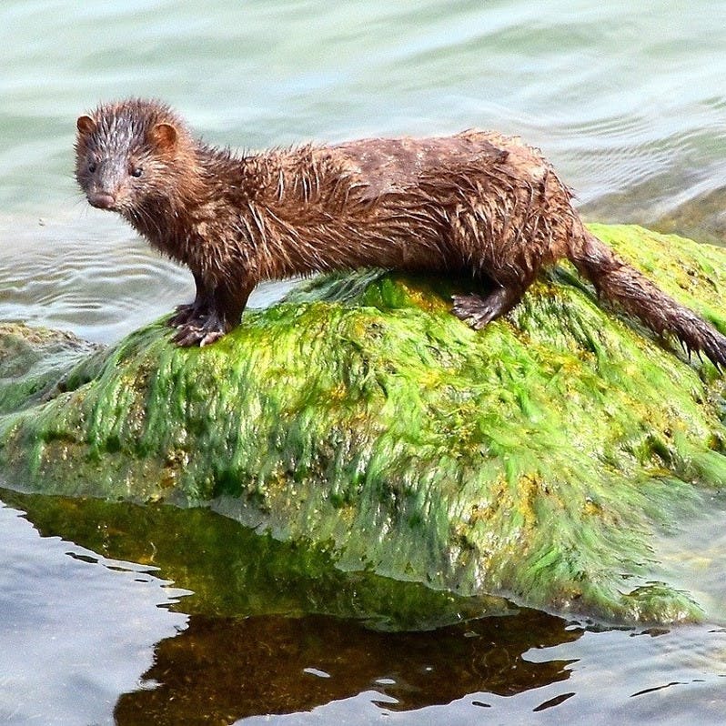 An American mink, a direct threat to the survival of water voles in the UK, perched on a seaweed covered rock.