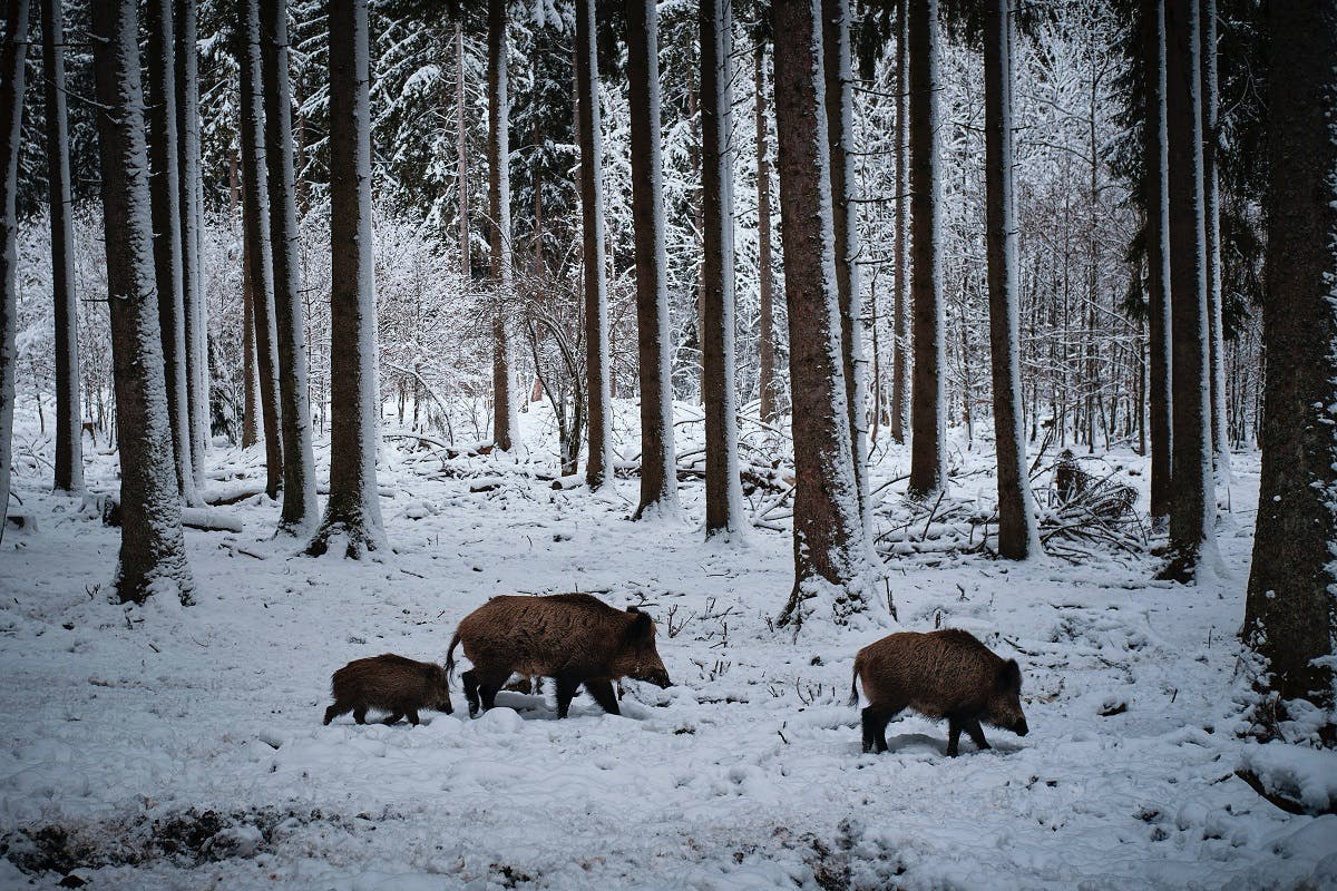 A family of wild boar trudge through a snowy forest.