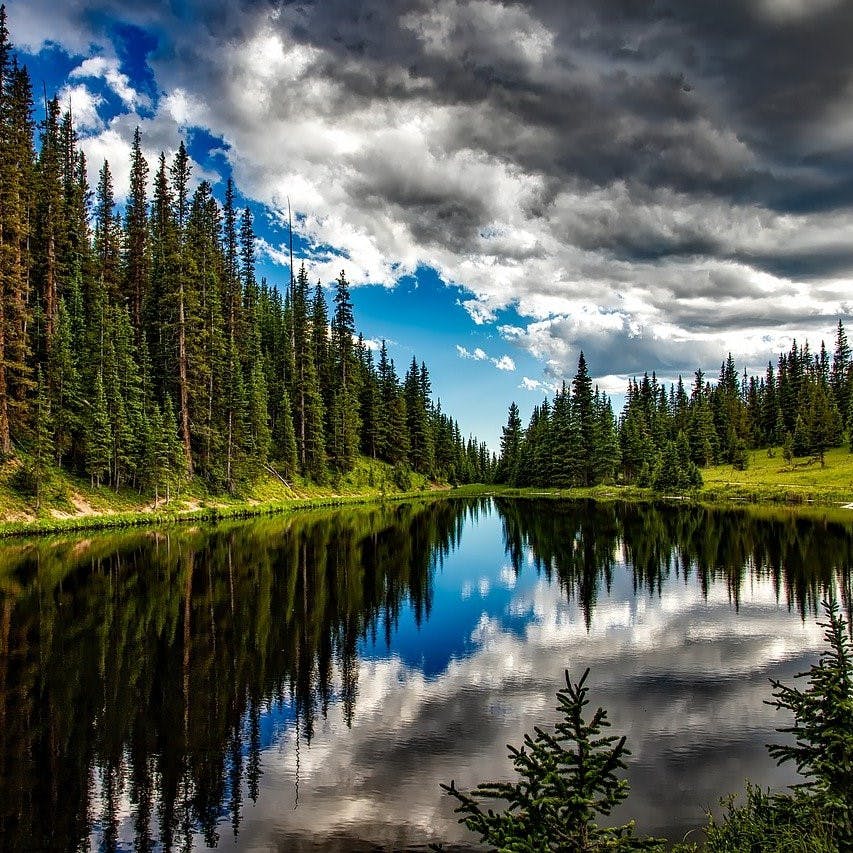 A glorious image of a river and trees in north America. Preserving such pristine ecosystems is at the heart of rewilding in North America. 