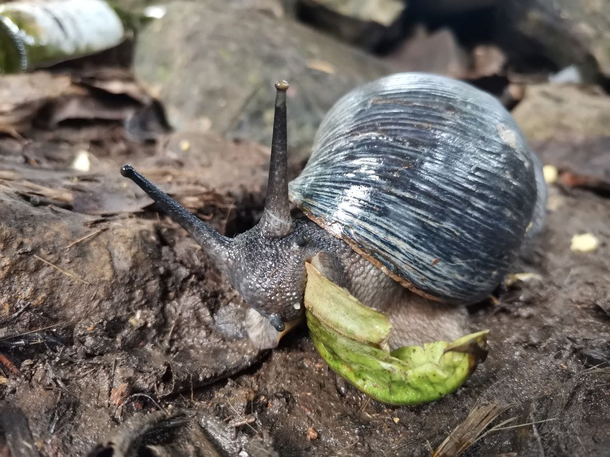 Obô giant snail feeding on fresh fallen green leaf. 