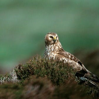A hen harrier, a native species to Ireland.