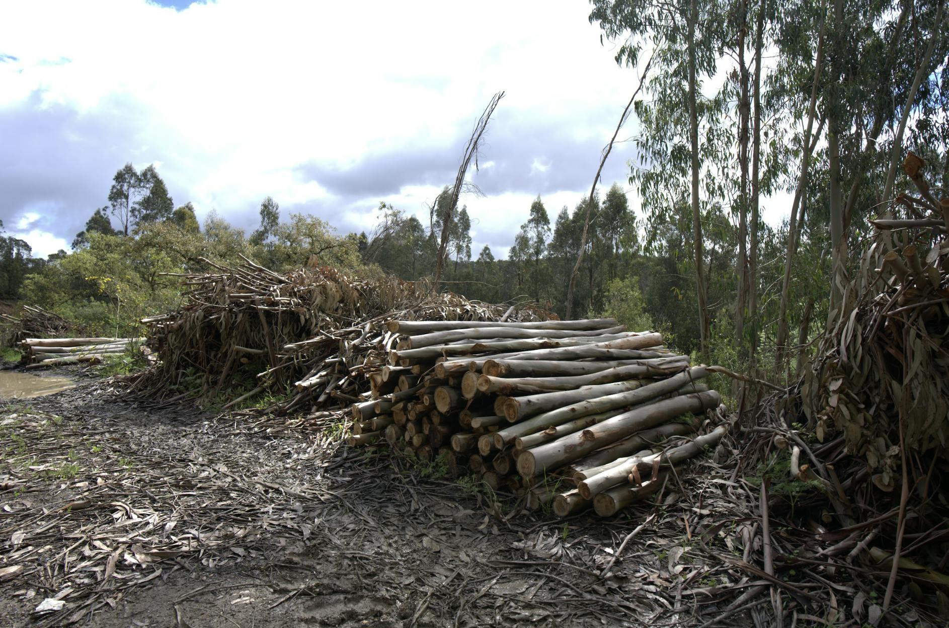 stacked logs of eucalyptus 