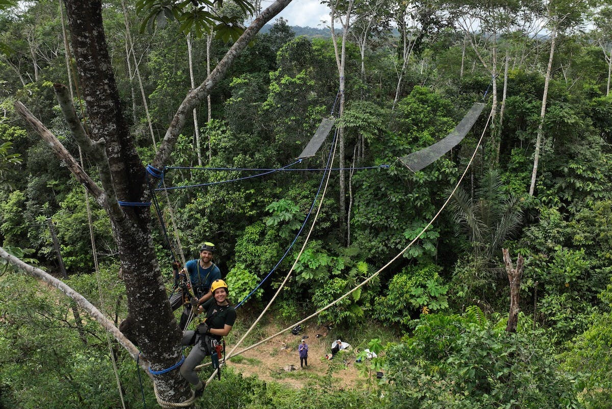 canopy bridges in the Amazon