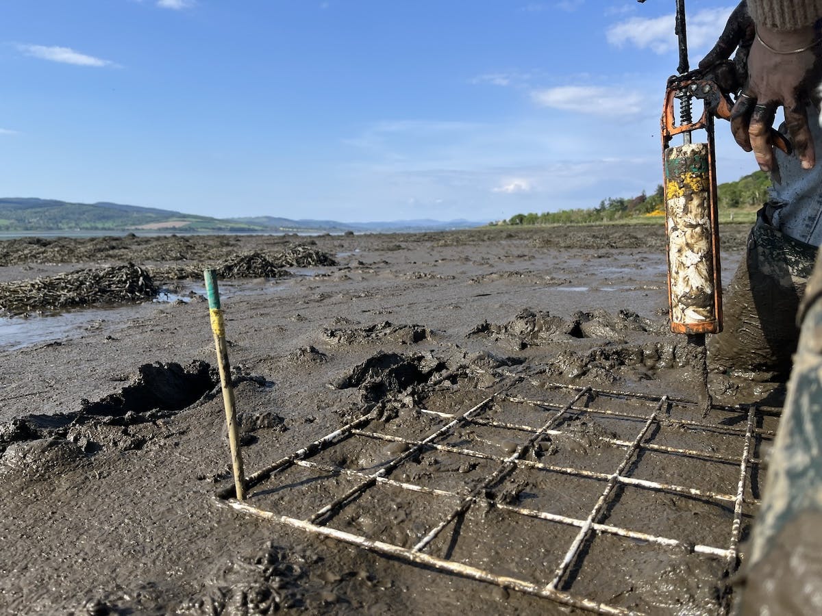seagrass seeding trials using a caulking gun