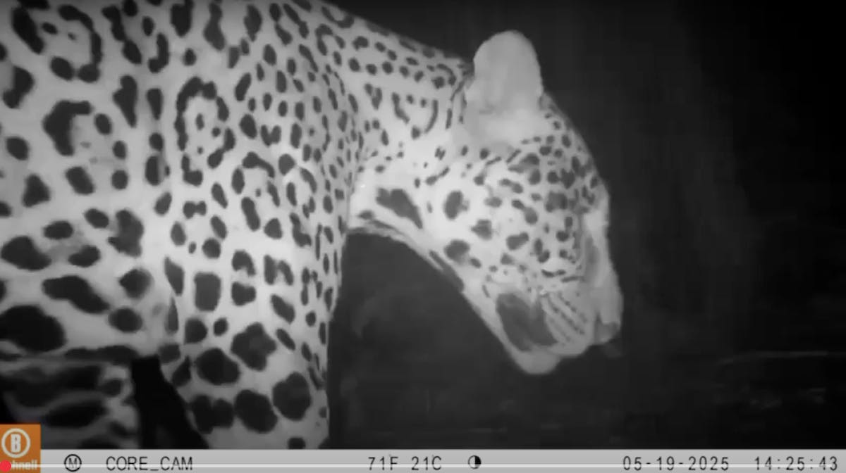 jaguar on Mossy Earth camera trap
