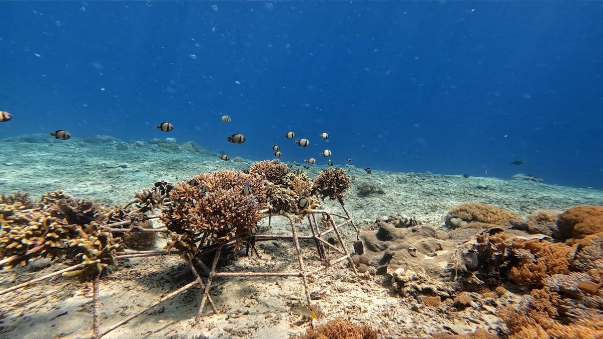 reef structures