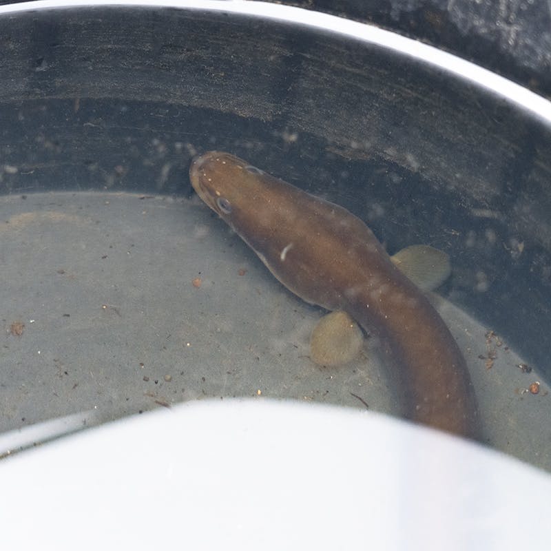 A European eel