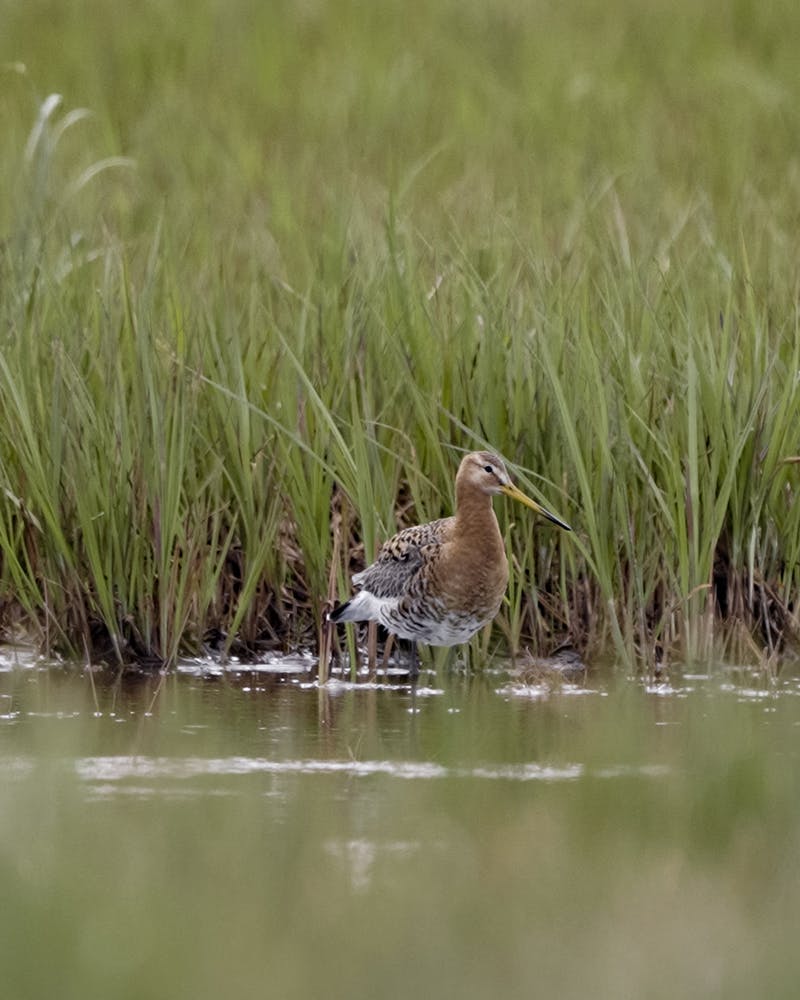 Black-tailed godwit at Icelandic wetland