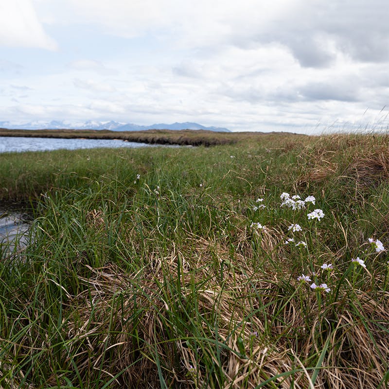 Close-up of vegetation at Icelandic wetland