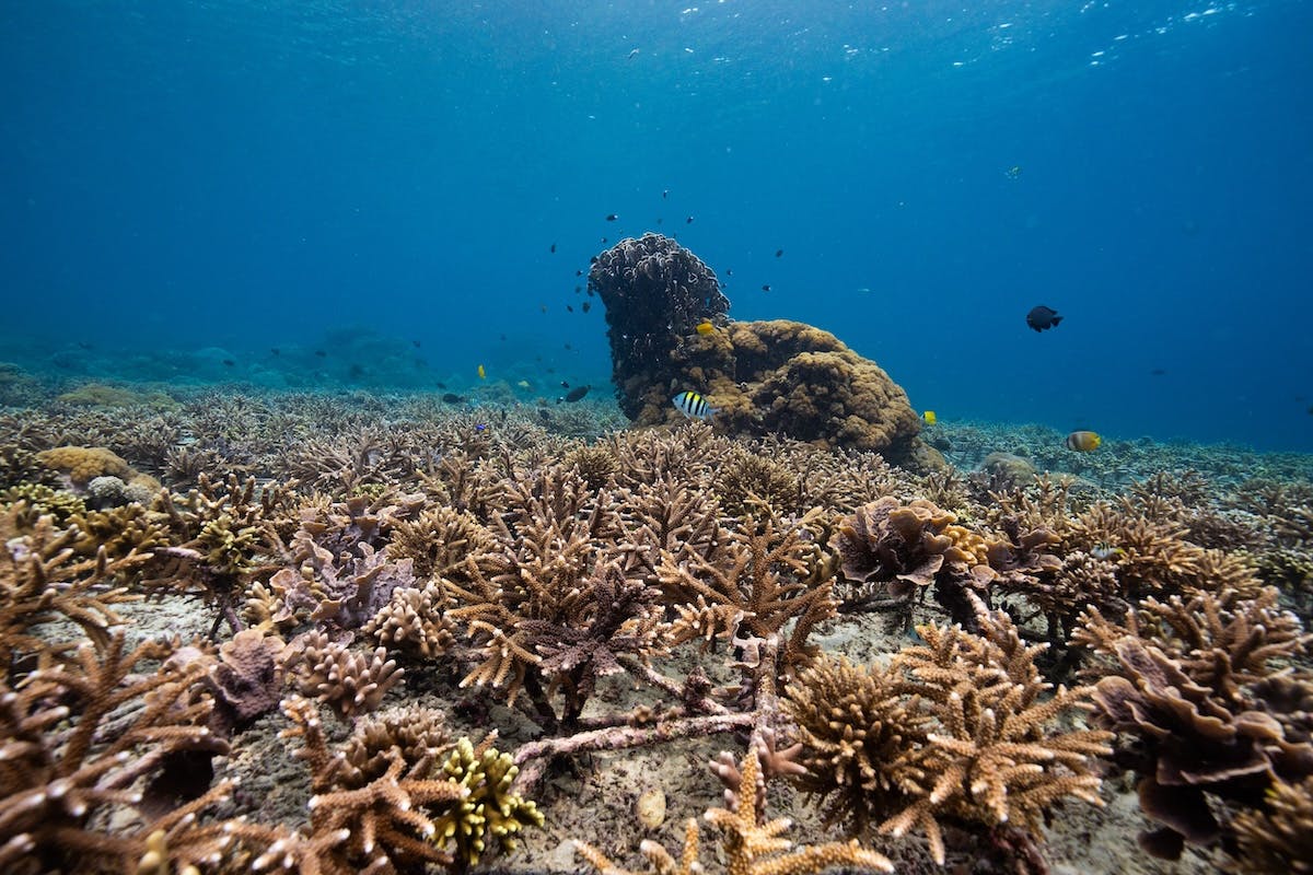 Mossy Earth coral reef deployments