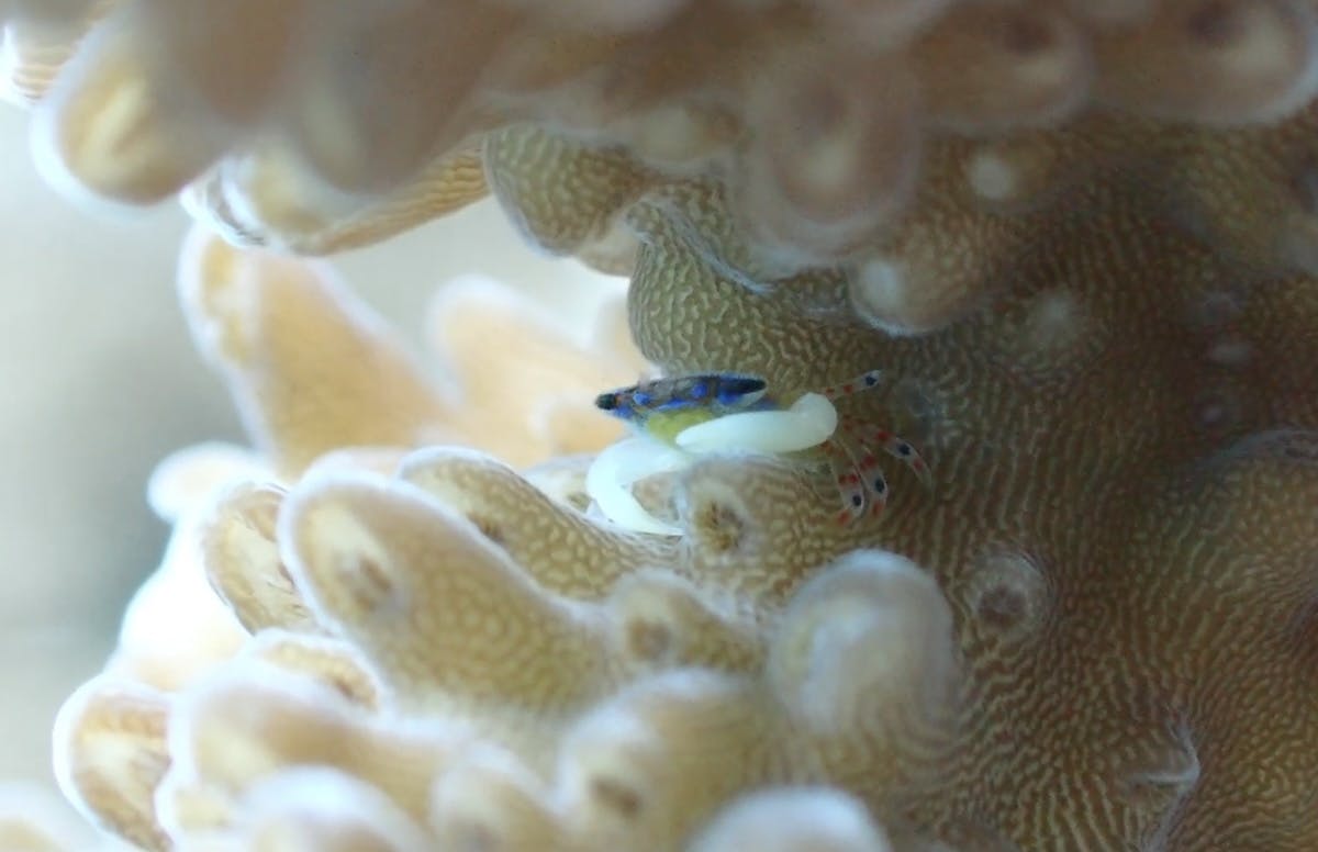 Coral crab