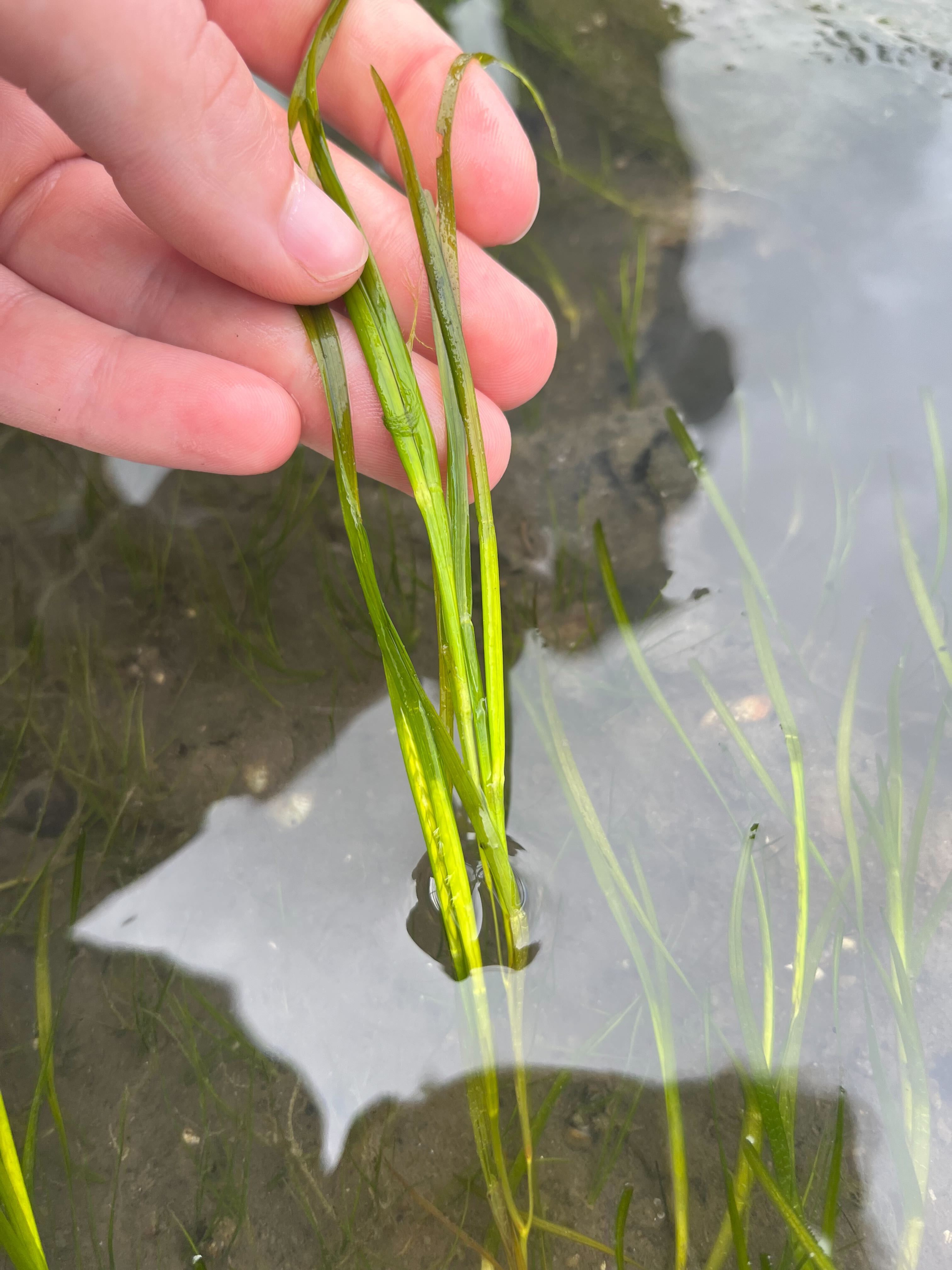 Common eelgrass plant held in a surveyors hand