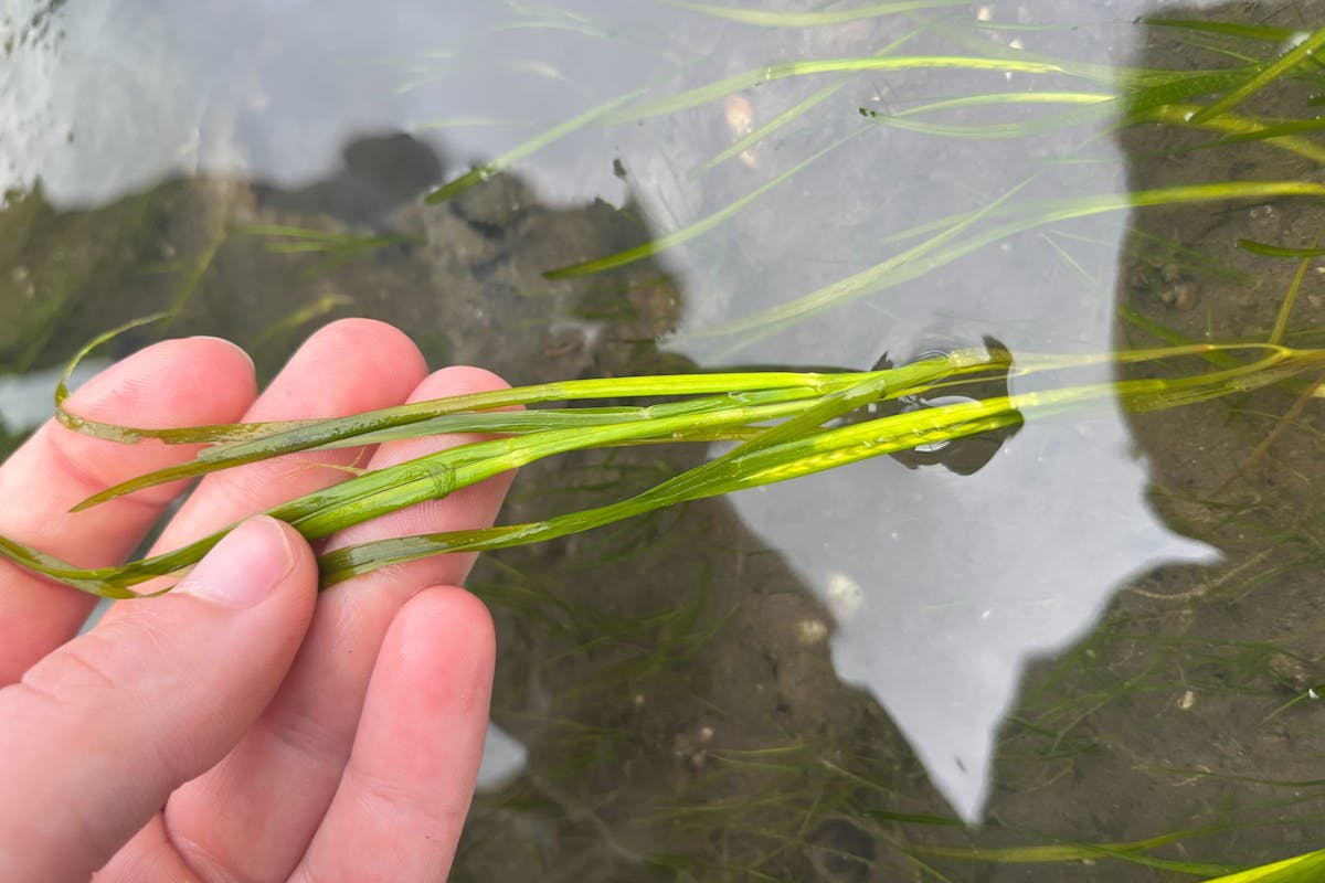 Common eelgrass plant held in a surveyors hand