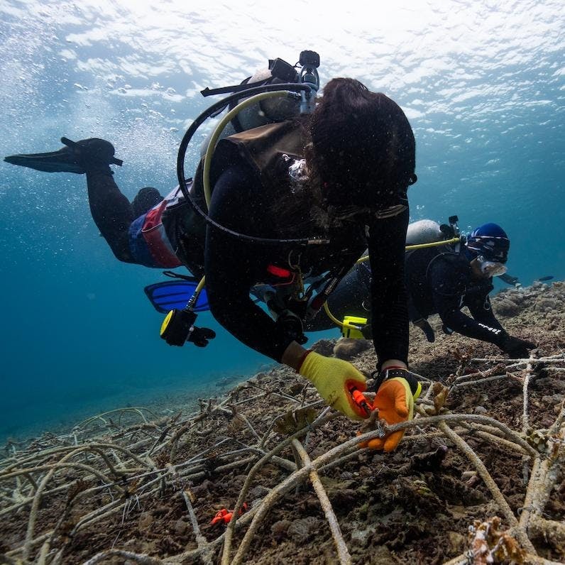 Divers deploying coral fragments for Wilder Reefs