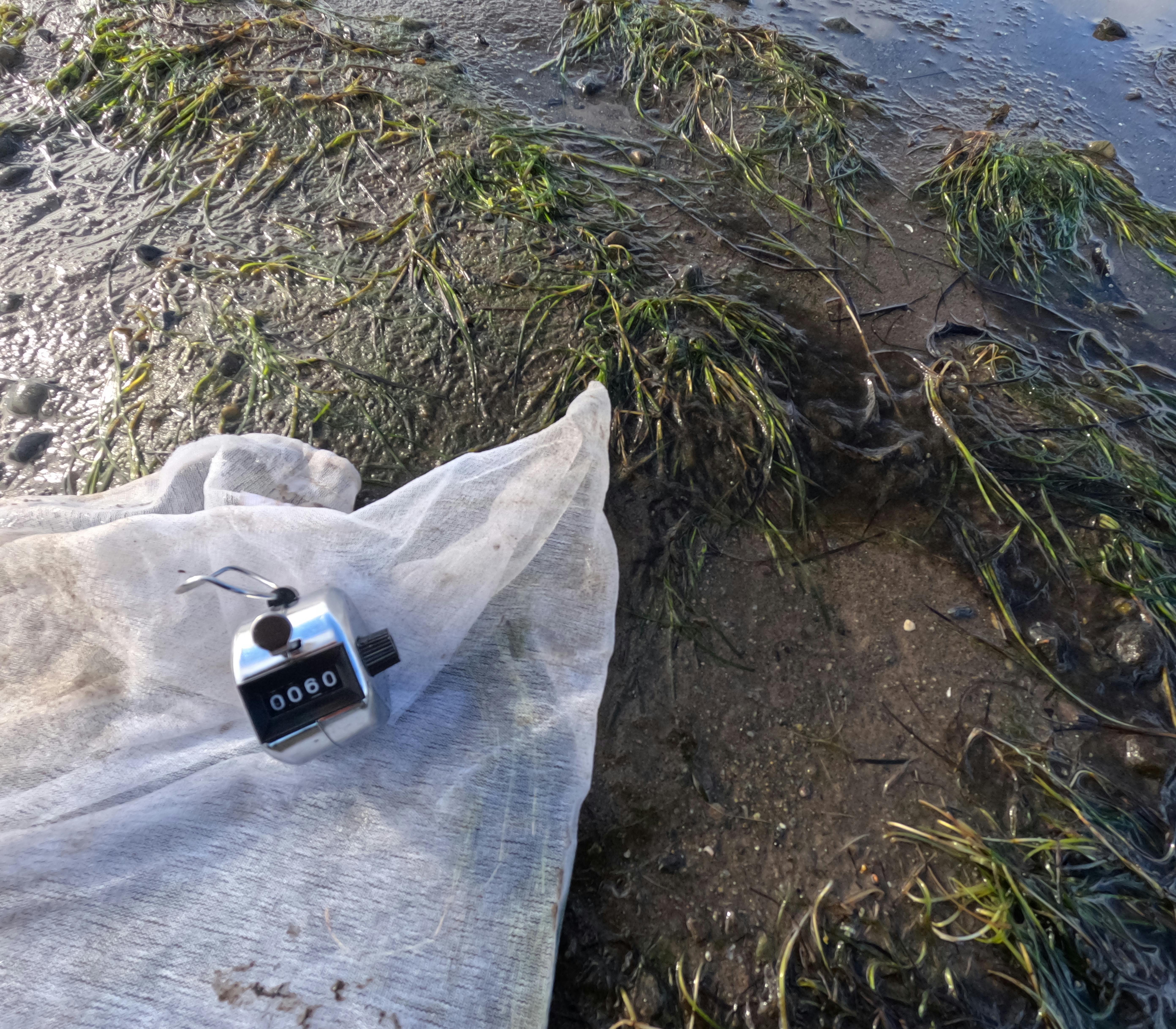 a counter on a bag by seagrass