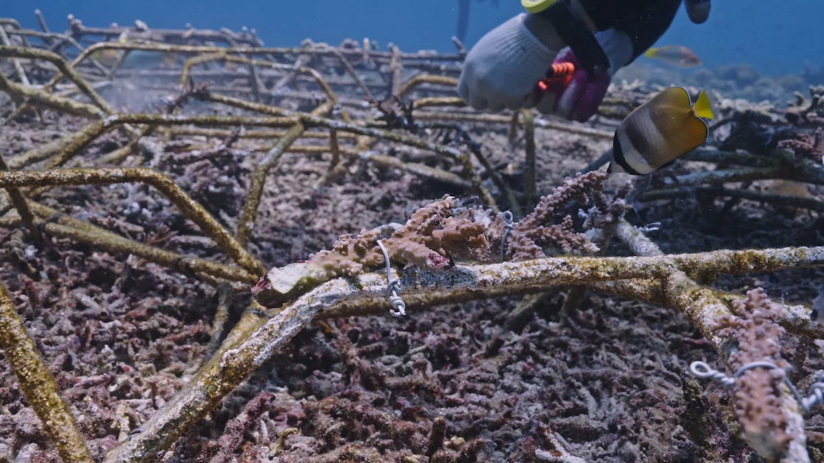 attaching coral fragments to structures