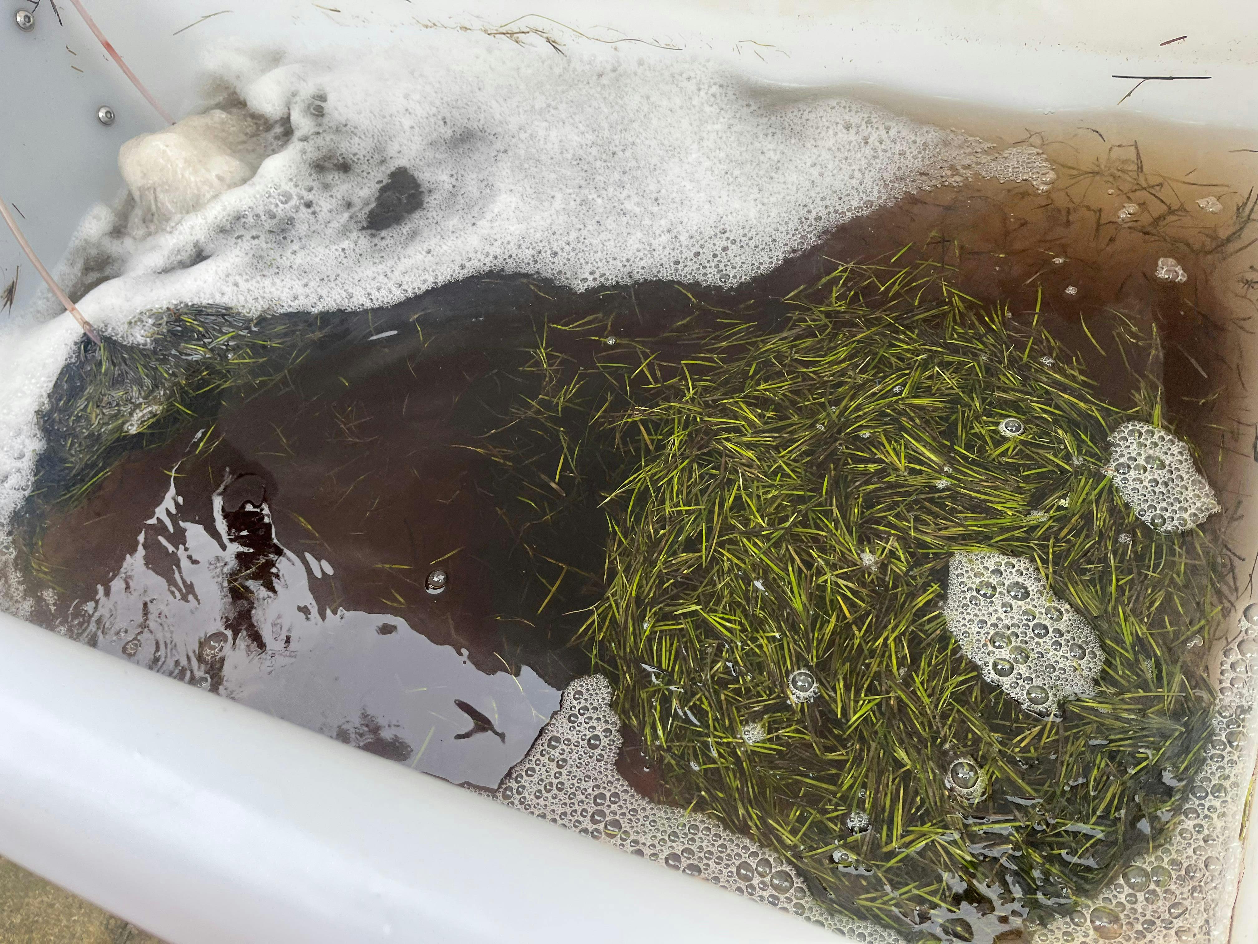 seagrass seed processing