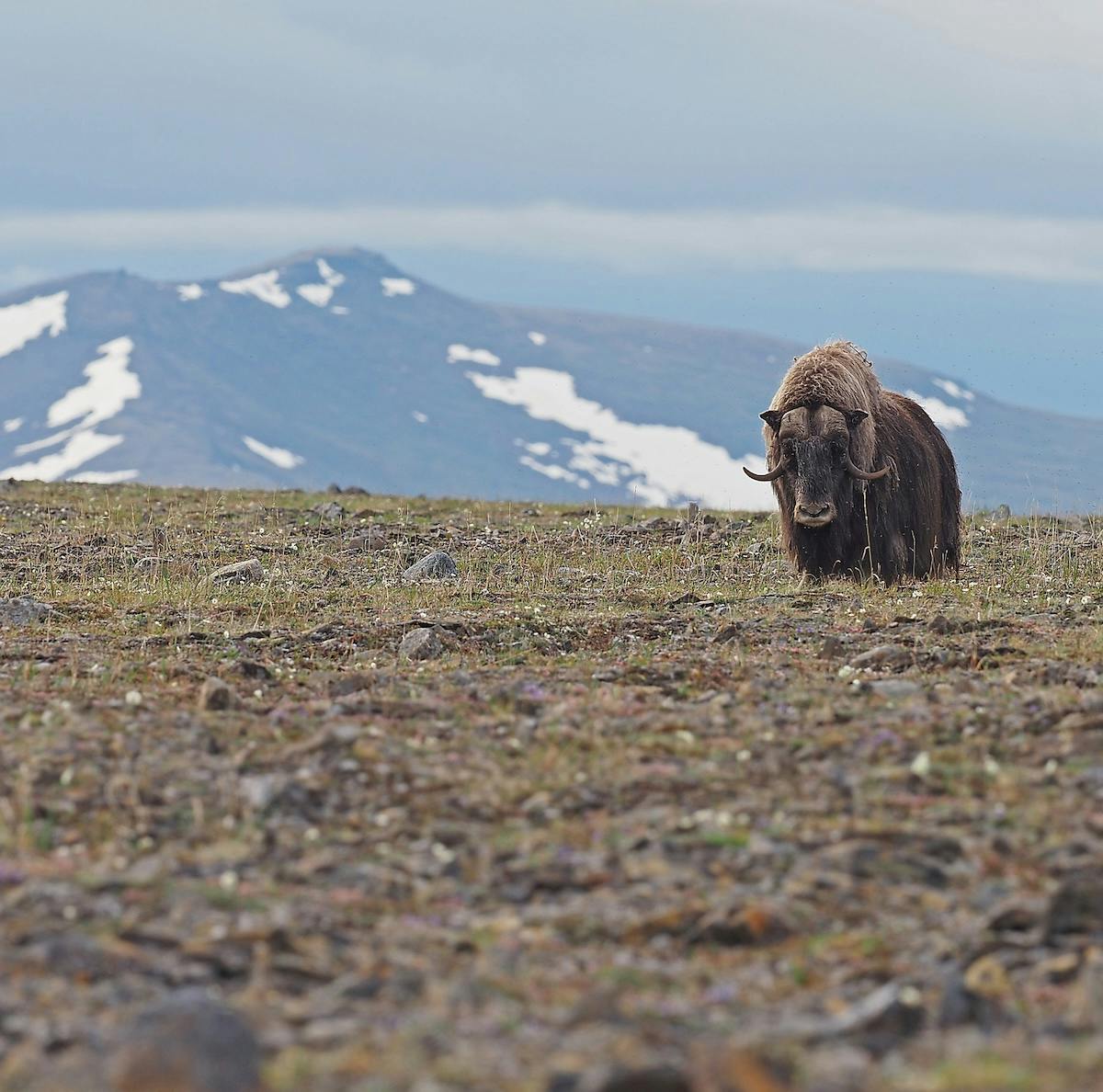 a lone muskox in tundra