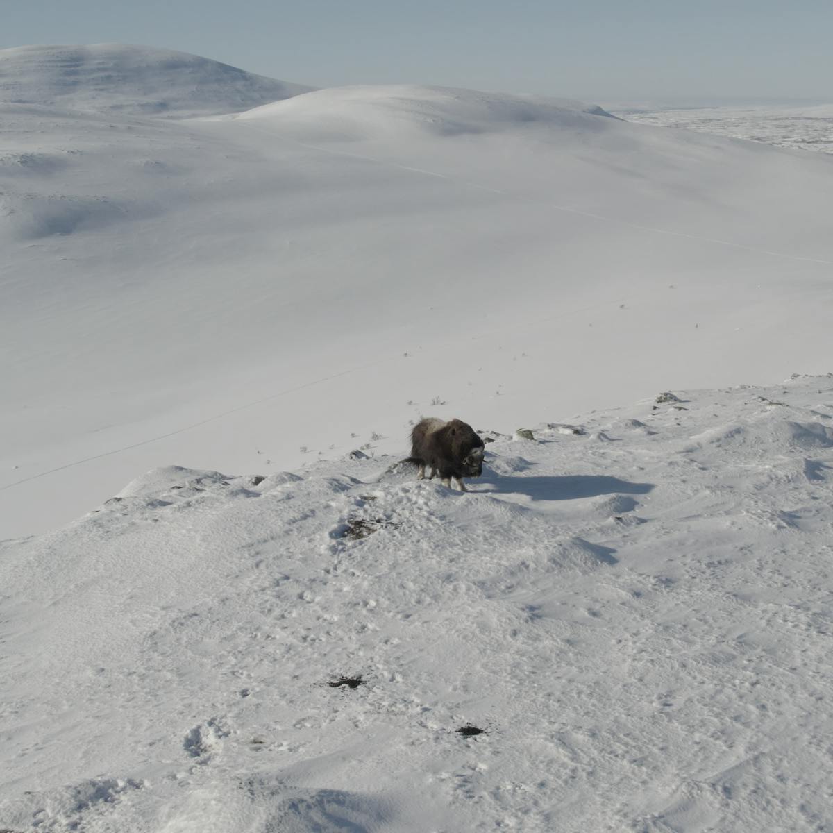 A muskox in snowy tundra