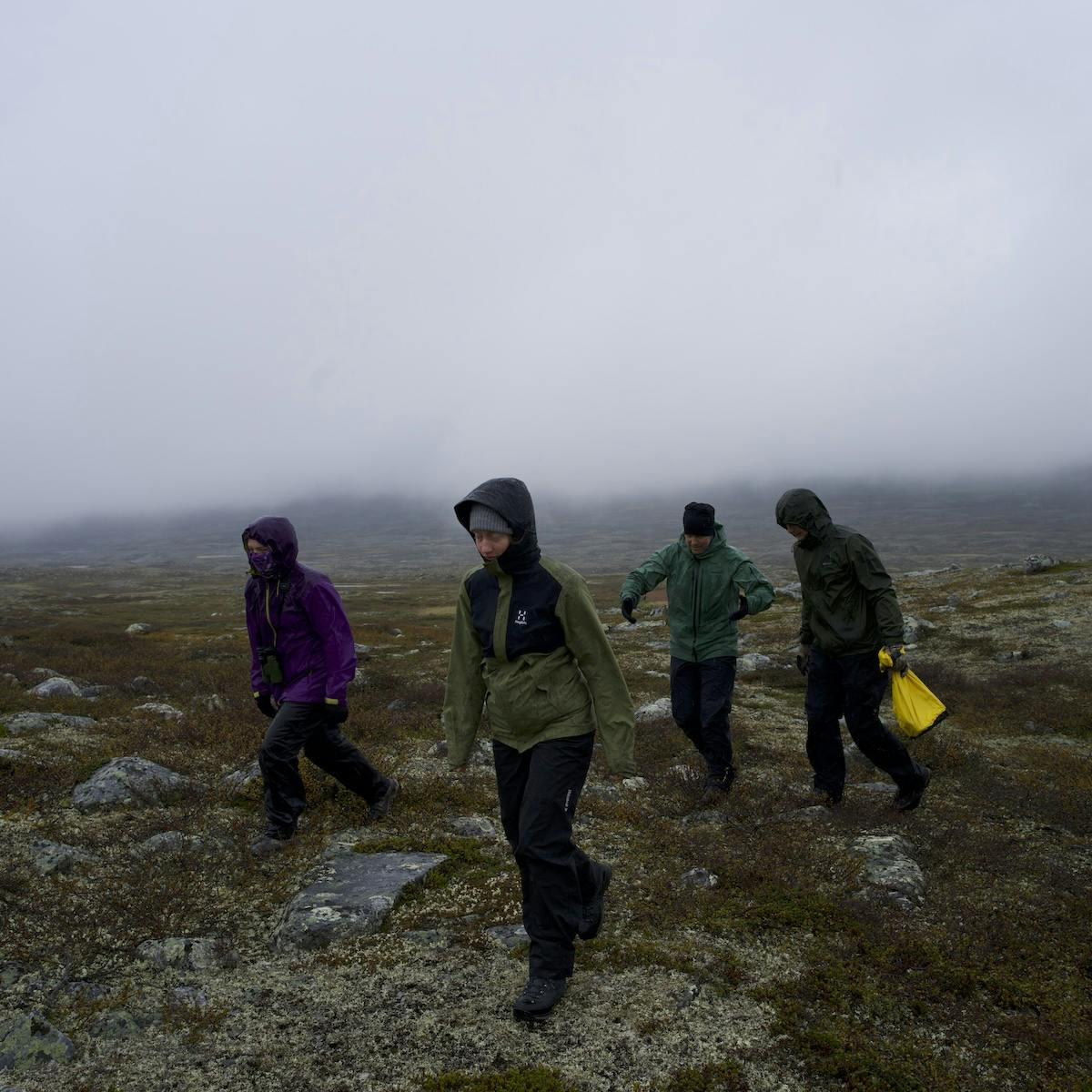 muskox field team in misty tundra