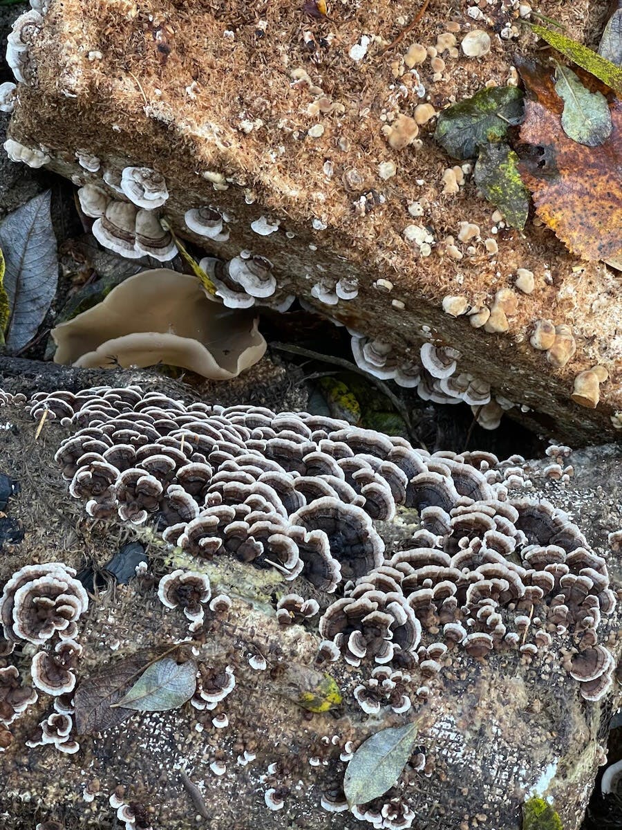 Freshwater Mycoremediation