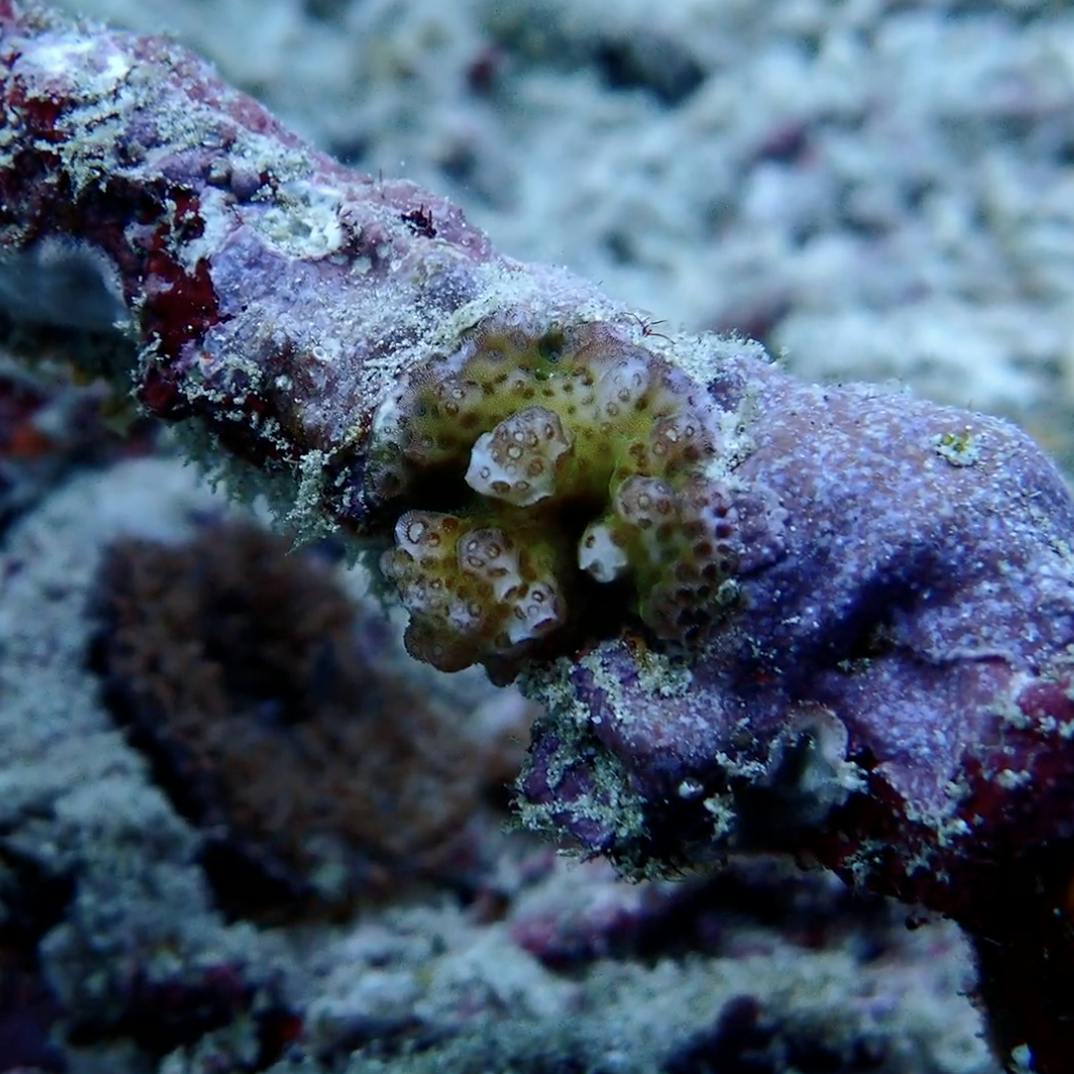 natural coral recruitment