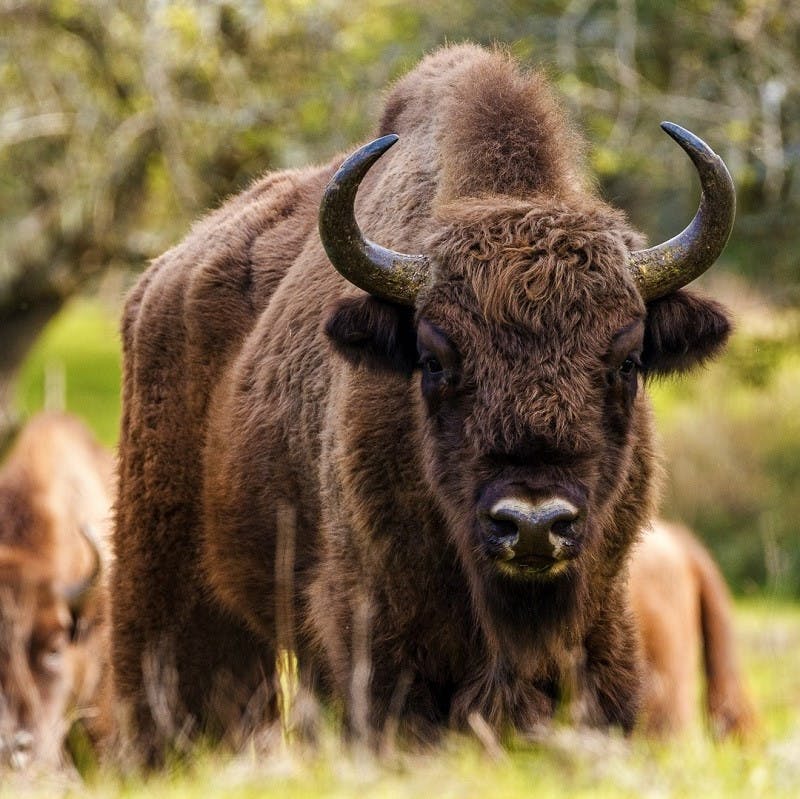 A European Bison at a rewilding site in Spain.