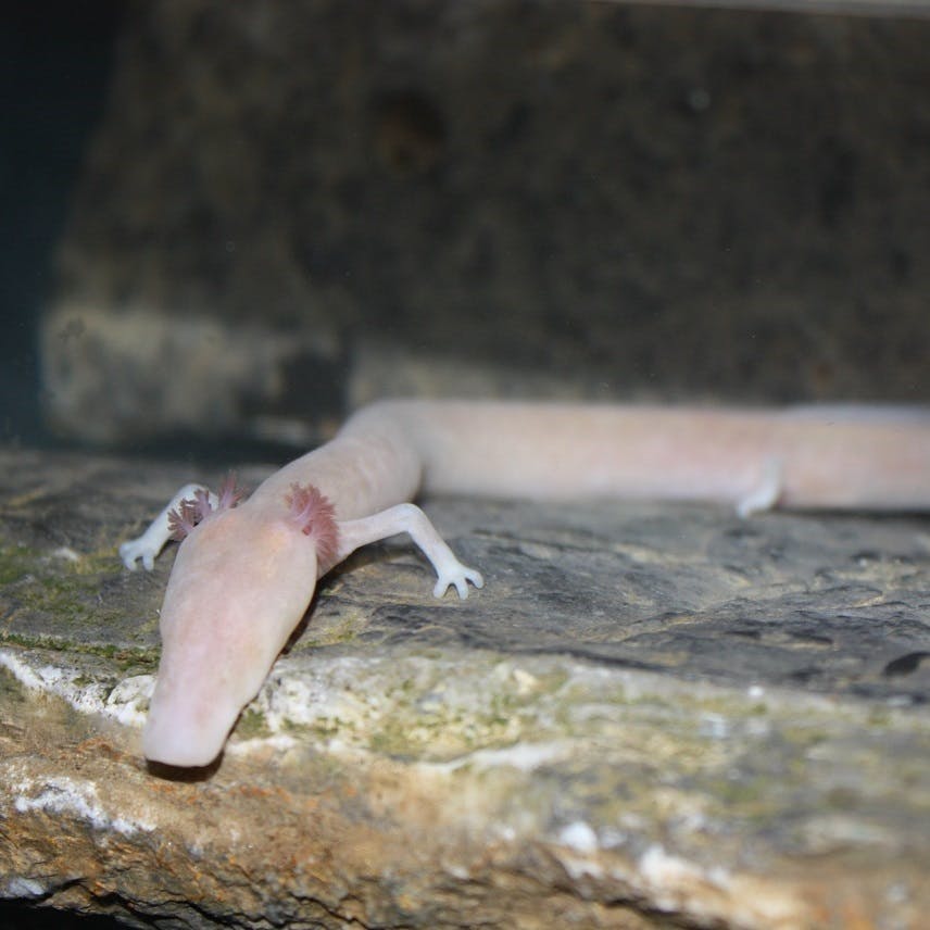 The olm salamander photographed in a cave in Croatia. 
