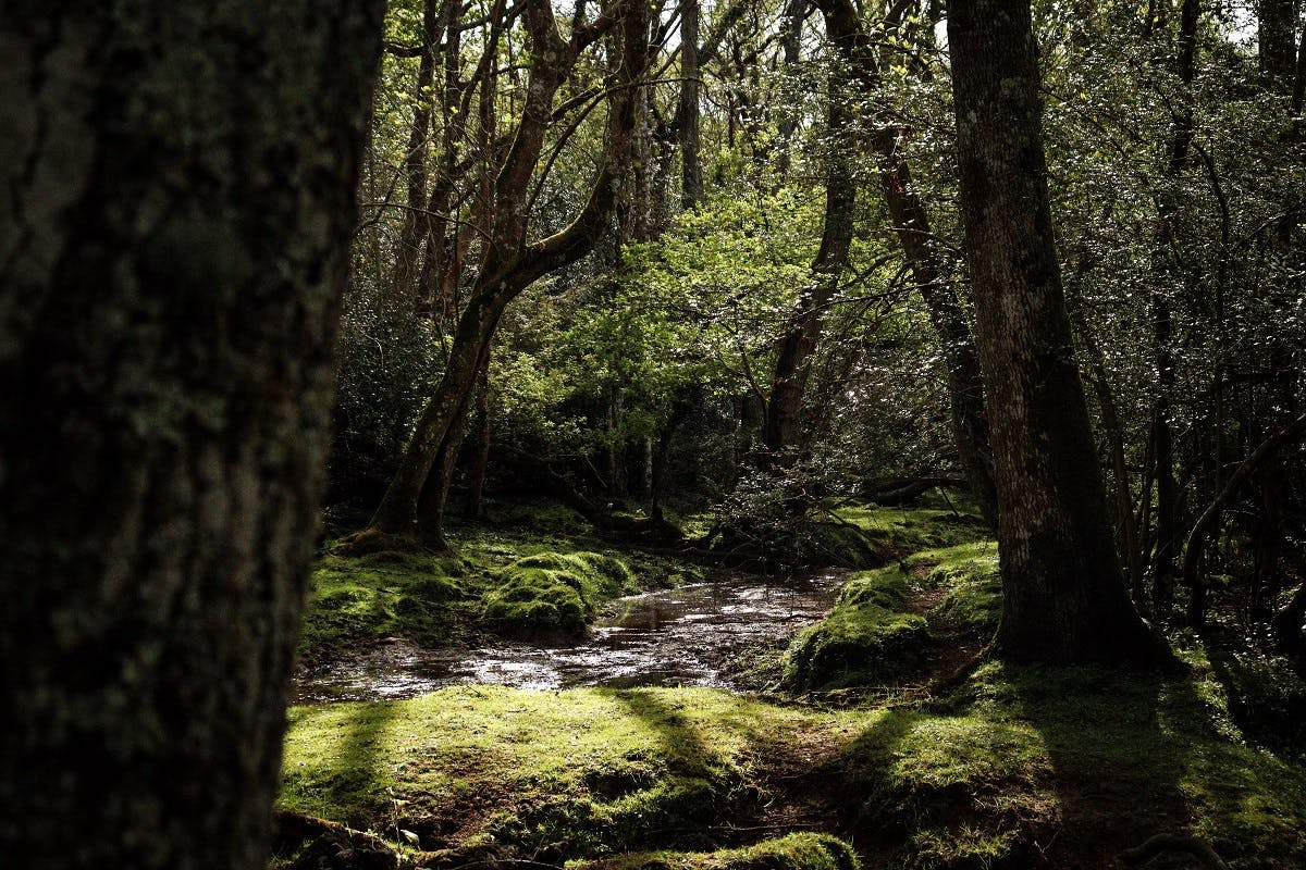A dense, ancient, tranquil forest with a stream running through it. 