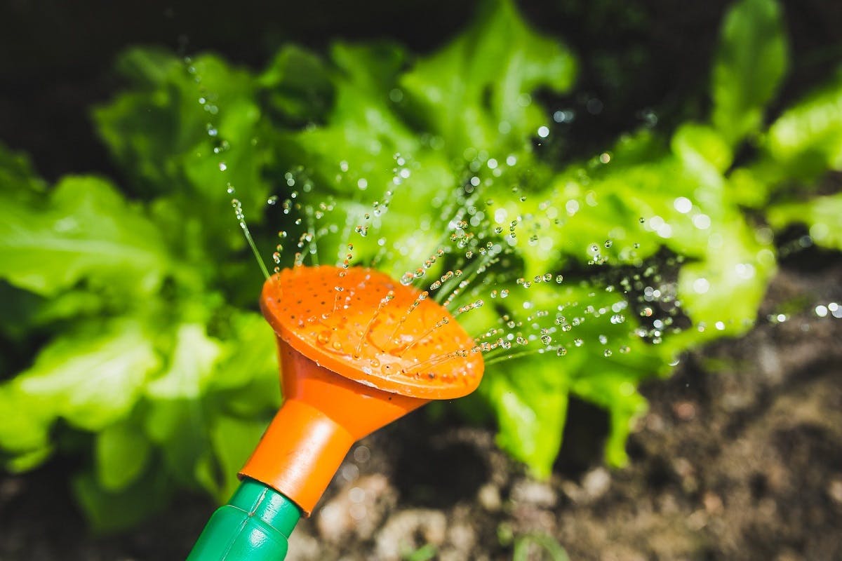 Watering lettuces with a watering can. Most lettuce varieties can grow in under 50 days. Planting lettuce is an excellent first step to grow your own.