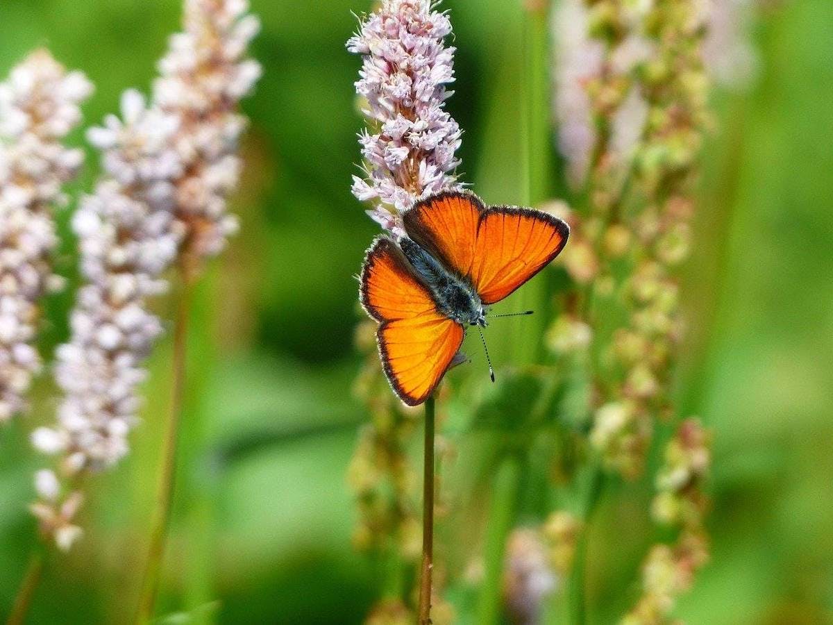 A beautiful orange large copper butterfly sits on a light purple wildflower against a green background