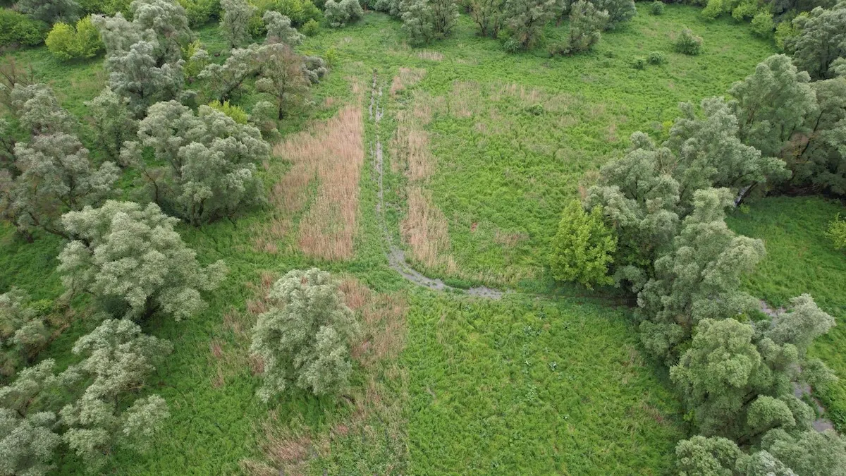 invasive plant species 