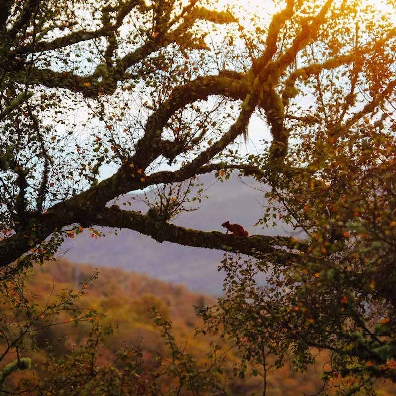 A red squirrel perches on a birch tree against a sunrise backdrop in the Scottish Highlands. 