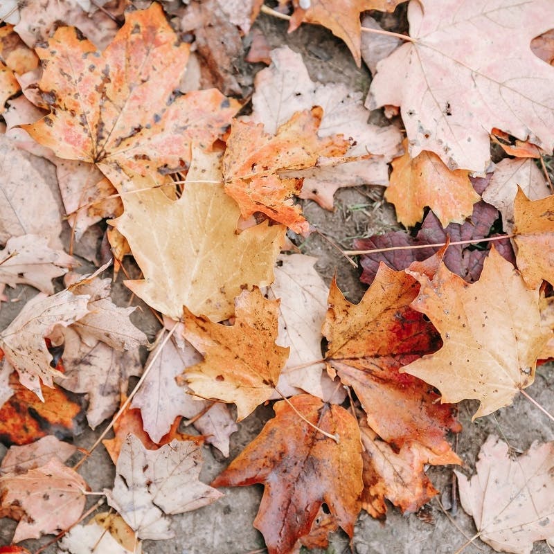 A ground layer of fallen autumn leaves.