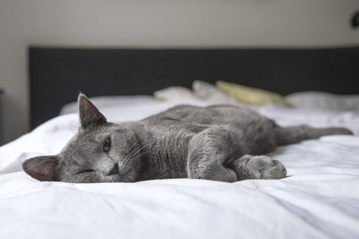 A domestic cat asleep on a bed
