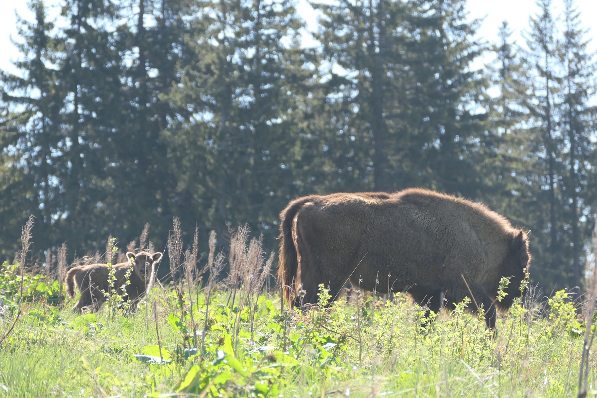 Bison grazing near a forest