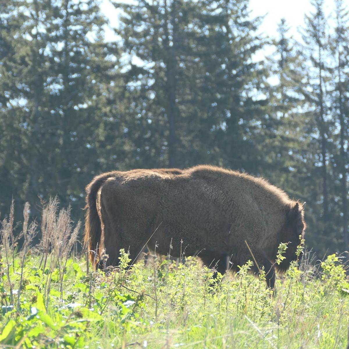 Bison grazing near a forest