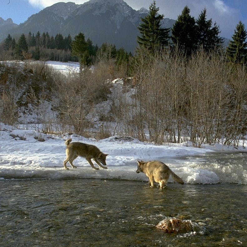 Wolves crossing a river in the Southern Carpathian mountains during winter. Protecting wolves from persecution is key to our rewilding Romania project.