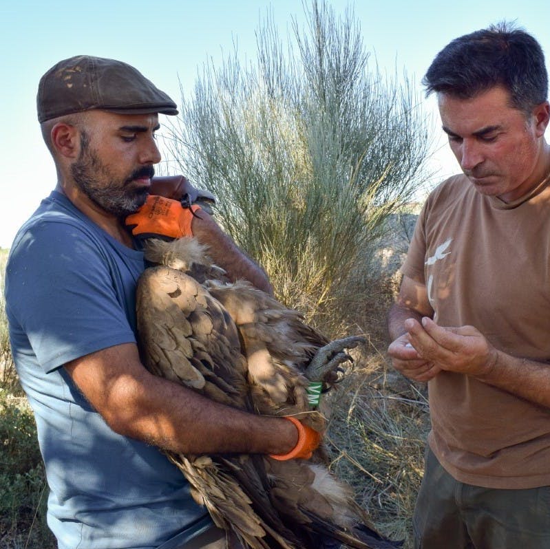 André Couto (on the left) holding the captured griffon vulture and Carlos Pacheco preparing to install the harness. The vulture's head is covered with a hood to keep it calm.  